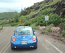 rental car on road